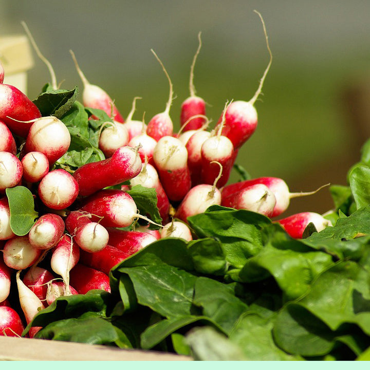 French Breakfast Radish - Happy Seeds Shop