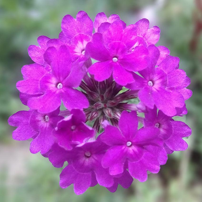 Verbena Quartz mix - Happy Seeds Shop