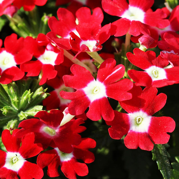 Verbena Quartz mix - Happy Seeds Shop