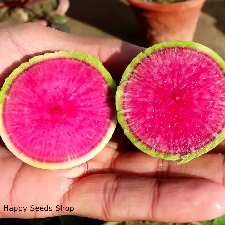 Watermelon Radish - Happy Seeds Shop