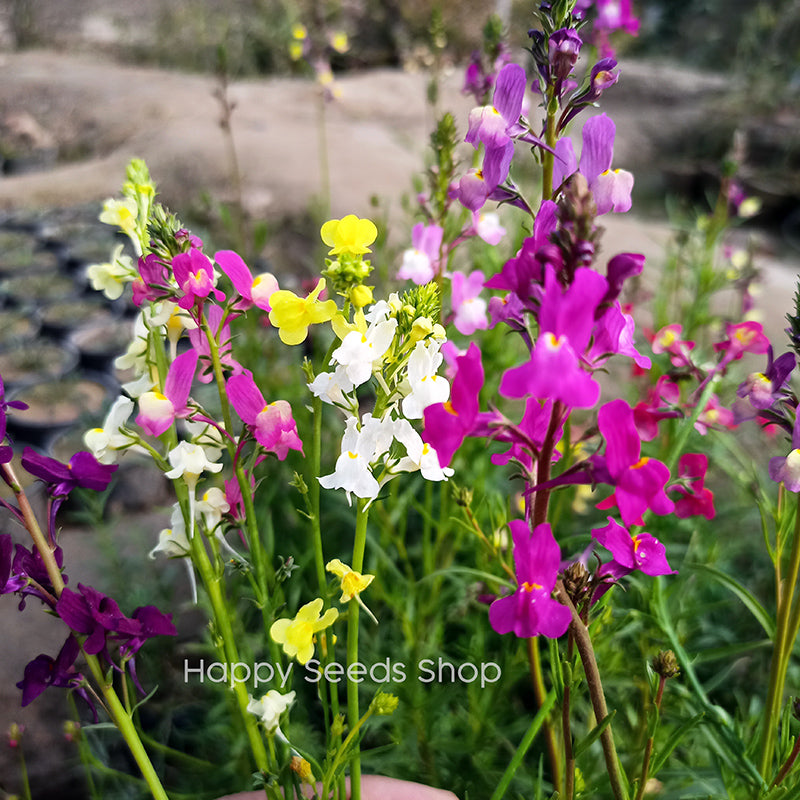 Linaria Fairy Bouquet Mix color flower seeds | Happy Seeds Shop