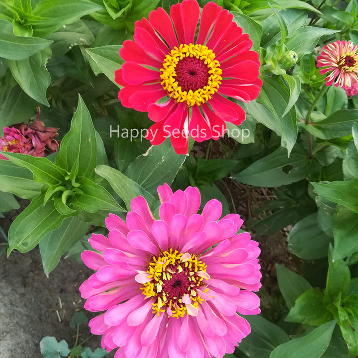 Zinnia California mix | Big size flowers, 30 Seeds - Happy Seeds Shop