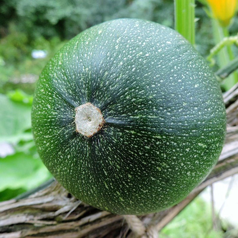 Dark green zucchini | Round